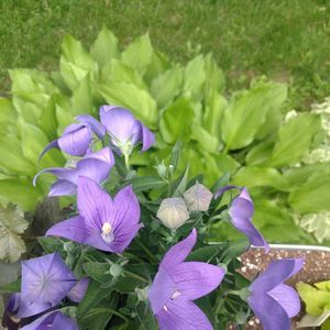 Meet your Posher, Denise